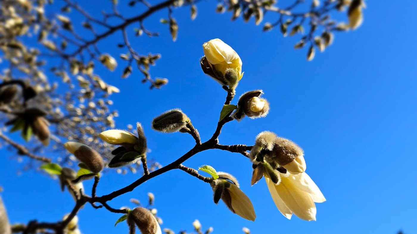 Magnolia i tidlig blomstring (Botanisk hage, Oslo)