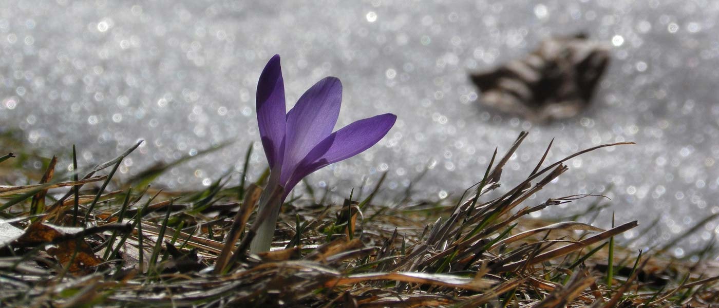 Krokus i snøen, tidlig vår