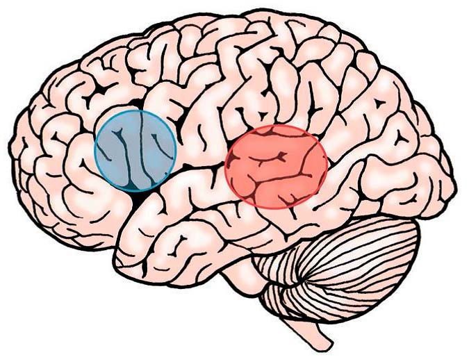Illustrasjon av hjernen med lokalisering av hhv Brocas område i blått og Wernickes område i rødt.