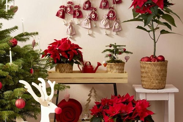 Julestemning og julestjerne-blomst