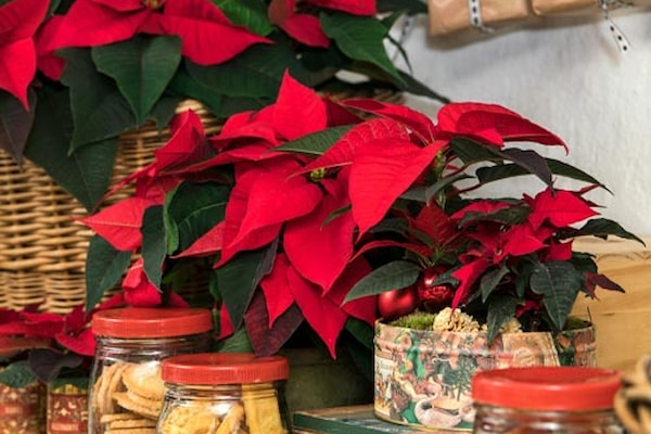 Julestemning og julestjerne-blomst