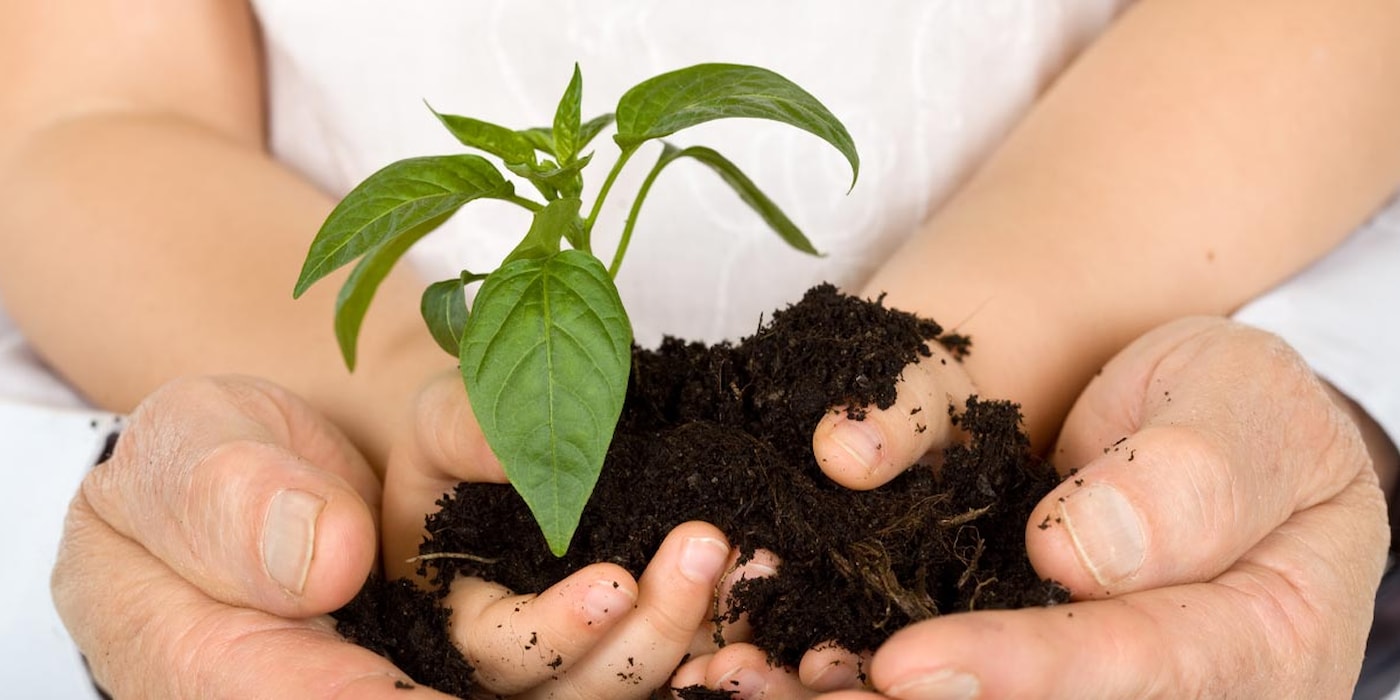 Mann som holder liten plante som vokser