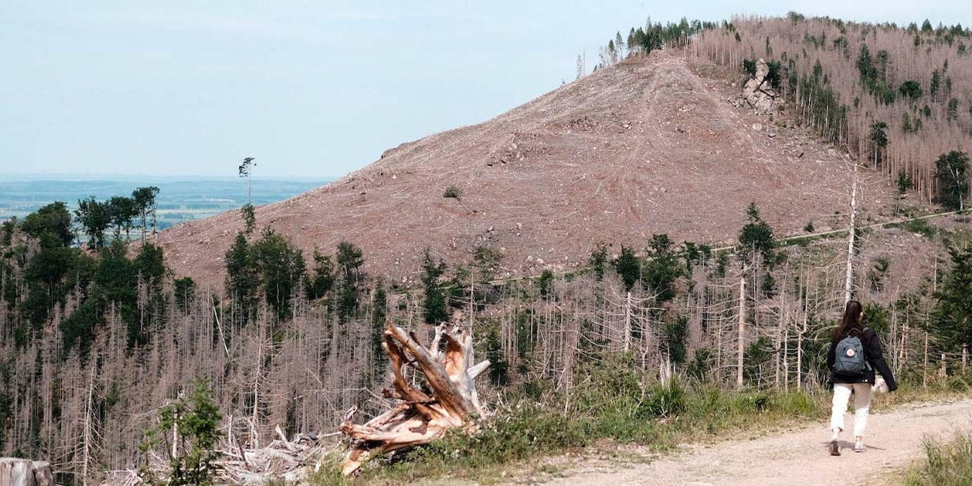 Hjerteskjærende skader fra tørke og den påfølgende barkbilleplagen i Tyskland.