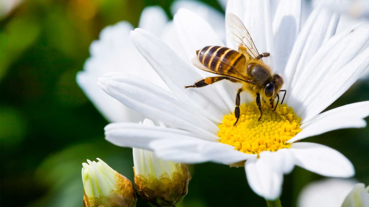 Bie pollinerer blomst