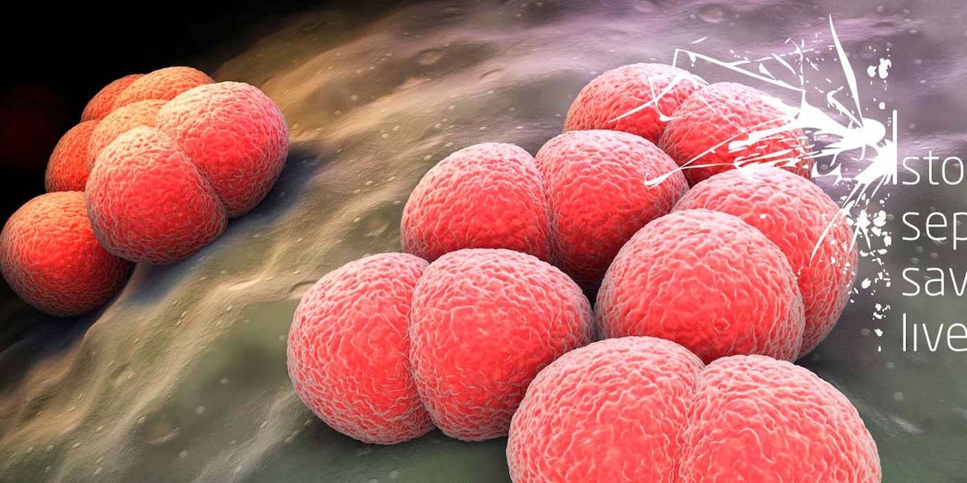 Neisseria meningitidis / meningococcus | Stop sepsis save lives